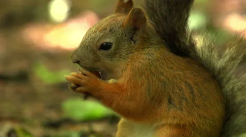 The squirrel is eating Stock Footage 54900537