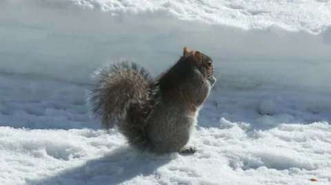 Squirrel eating 库存影片 61045720