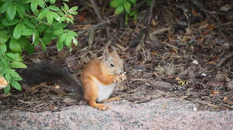 Squirrel eating Stock Footage 67247152