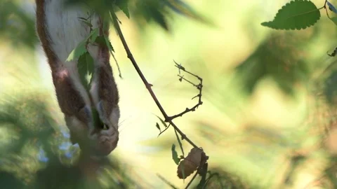 Squirrel Eating Stock Footage 78724596