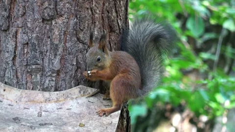 Squirrel eating Stock Footage 94474370