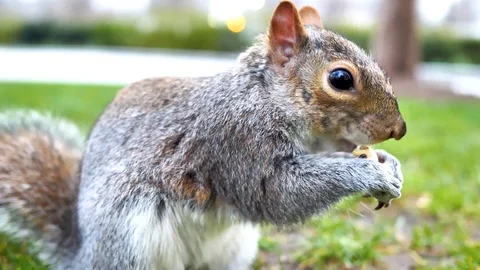 Squirrel Eating Stock Footage 112010242