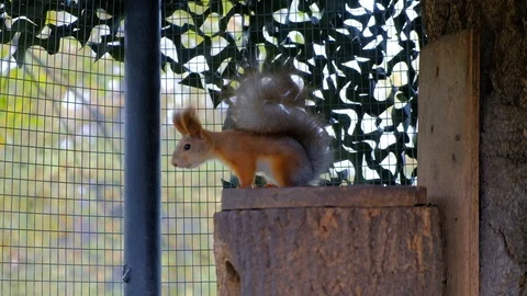 Squirrel eating Stock Footage 116486092