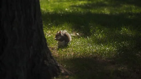 Squirrel Eating Stock Footage 205322765