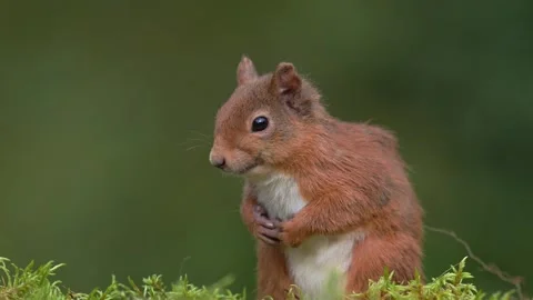 Squirrel eating Stock Footage 251189352