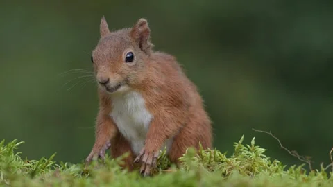 Squirrel eating Stock Footage 251192204