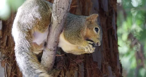 Squirrel Eating Stock Footage 271314085