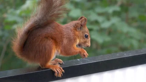 Squirrel Eating Vídeo Stock 280848164