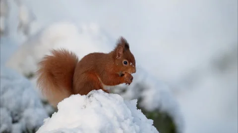Squirrel eating Stock Footage 300188118
