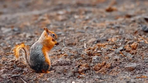 Squirrel Eating Stock Footage 310864177