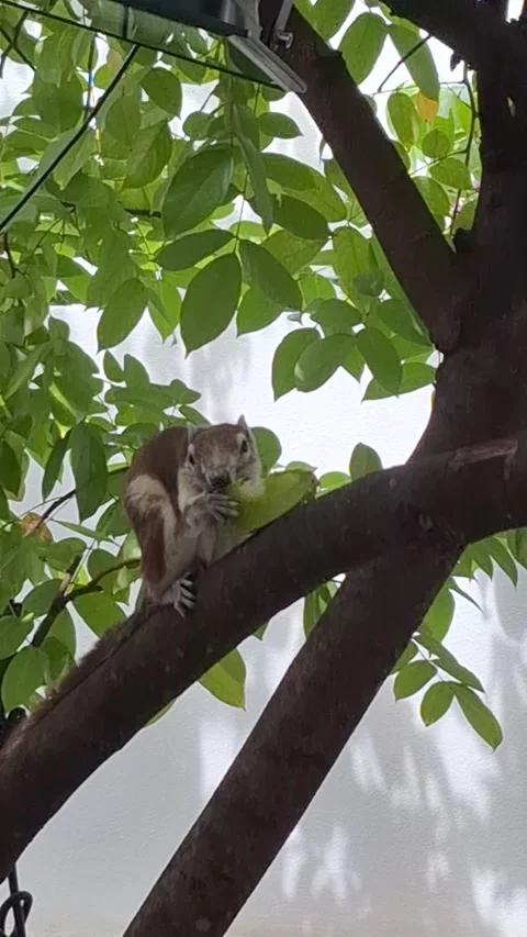 Squirrel eating fruit on a branch in garden Stock Footage 315446171
