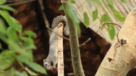 Squirrel eating fruit Stock Footage 24687370