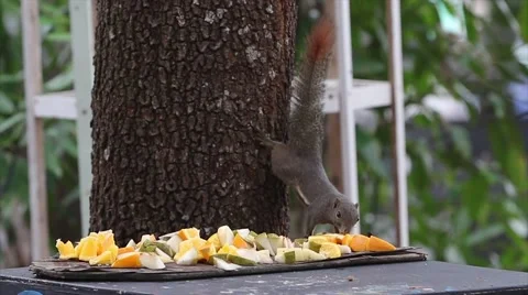 Squirrel eating fruit Stock Footage 49145474