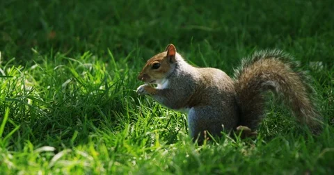 Squirrel eating fruit in the park Stock Footage 76427500