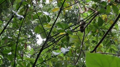 Squirrel eating a fruit up in a tree in a forest area Stock Footage 122307466