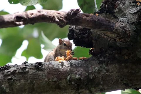 A squirrel eating fruit on a tree 写真素材