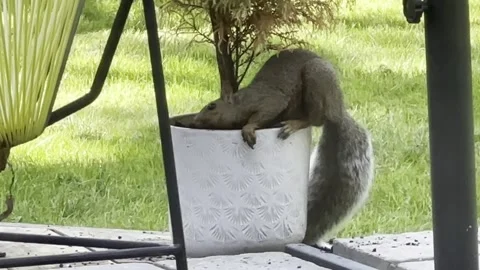 Squirrel eating in garden Stock Footage 249369240