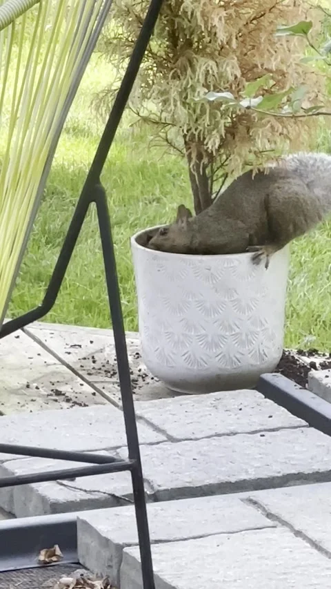 Squirrel eating in garden Stock Footage 249369247