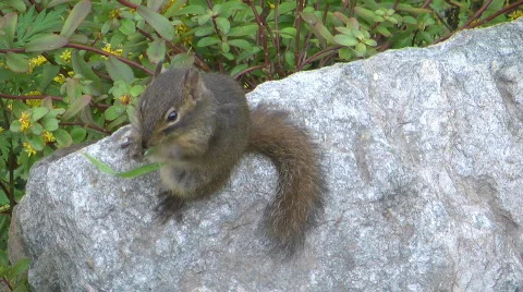 Squirrel eating grain Video stock 831848