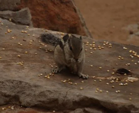 The squirrel is eating grains Stock Photos