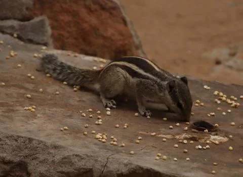 The squirrel is eating grains Stock Photos