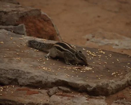 The squirrel is eating grains Stock Photos