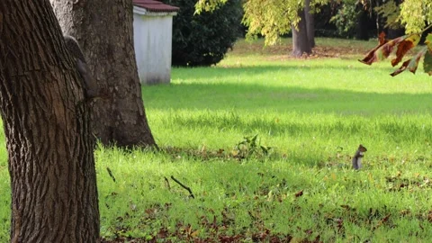 Squirrel Eating on the Grass in Abano Terme 스톡 동영상 323005159