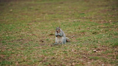 Squirrel Eating on Grass in Central Park Stock Footage 308915856