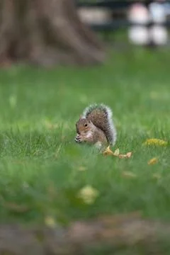 Squirrel eating in grass in Central Park Stock Photos