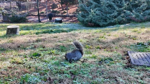 Squirrel Eating on Grass in Park Stock Footage 327373953