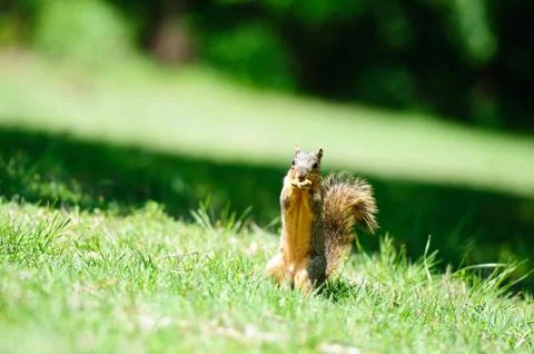 Squirrel eating in the grass Stock Photos