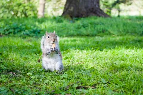 Squirrel eating on the grass Stock Photos