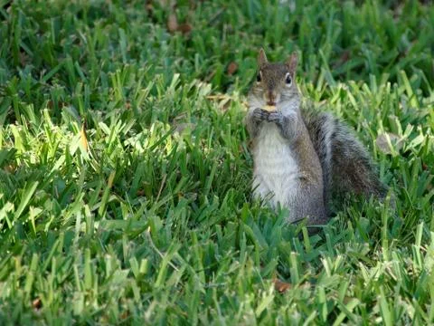 Squirrel Eating in Grass Stock Photos