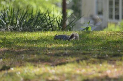 Squirrel Eating in Grass Stock Photos