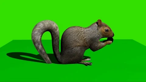 Squirrel Eating on Green Screen 02 Stock Footage 228714785