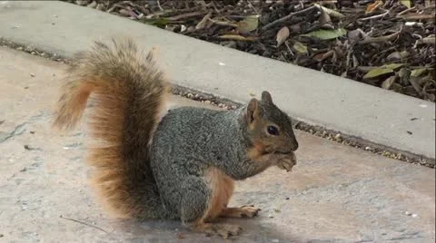 Squirrel Eating Off Ground Stock-Footage 12044666