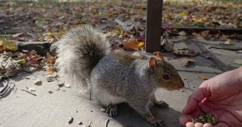Squirrel Eating from Hand on Leafy Park Path Vídeo Stock 323338058