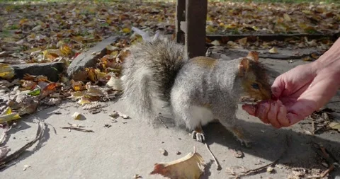 Squirrel Eating from Hand in Park 스톡 동영상 323337997