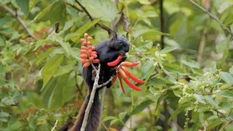 A squirrel is eating in a happy mood. Video stock 320853609