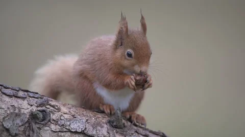 Squirrel eating a hazelnut Stock Footage 174597109
