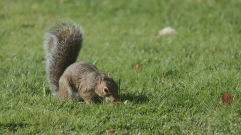 Squirrel eating hazelnut fruit in garden Stock Footage 140273855