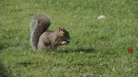 Squirrel eating hazelnut fruit in garden Stock Footage 140273994