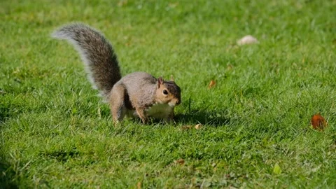 Squirrel eating hazelnut fruit in garden Stock Footage 140274022