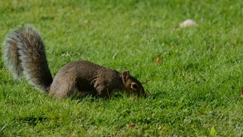 Squirrel eating hazelnut fruit in garden Stock Footage 140274053