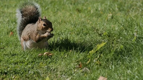 Squirrel eating hazelnut fruit in garden Stock Footage 140274105