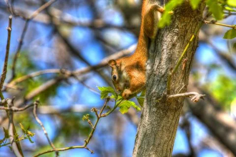Squirrel eating in hdr Stock Photos