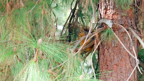 Squirrel Eating High in a Tree Stock Footage 237843432
