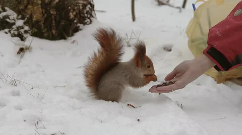 Squirrel eating from human hands 库存影片 45887948