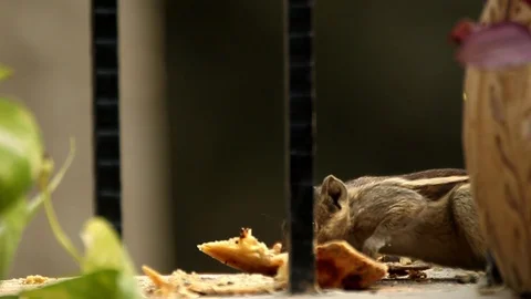 Squirrel Eating India Video stock 86476414