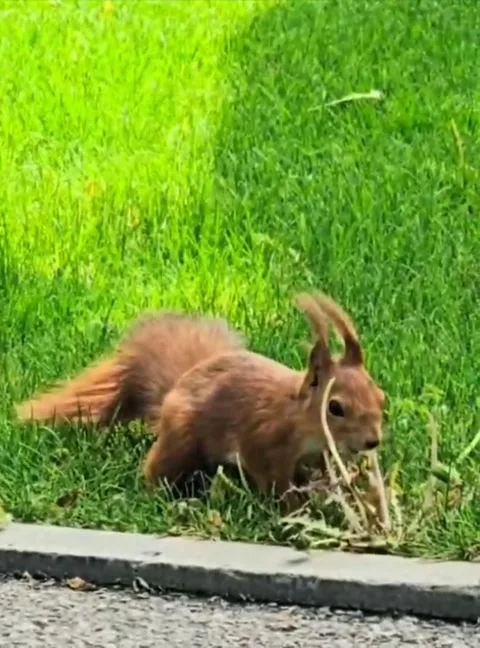 A squirrel is eating on the lawn. Stock Footage 310943004